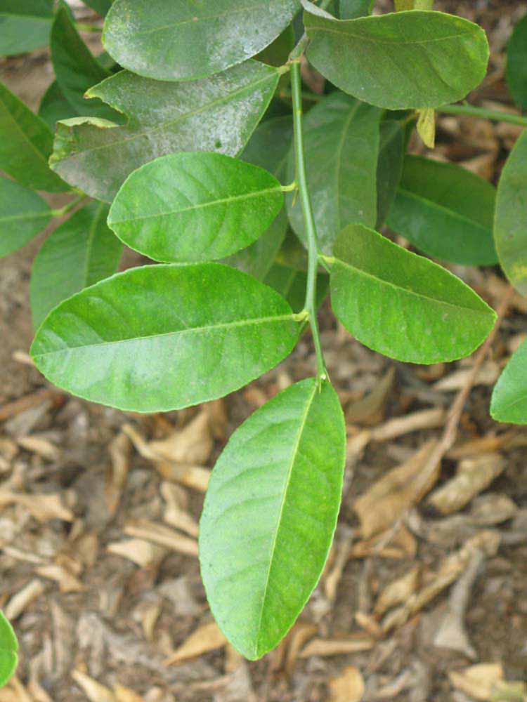              Sun leaves (Riverside, CA)       